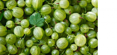 Guava